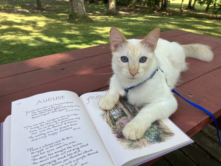 cat with nature journal